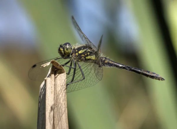 Black heath dragonfly — Stock Photo, Image