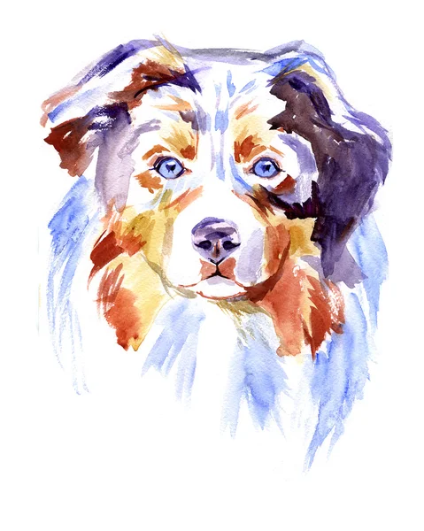 Australian Shepherd Watercolor图库照片 免版税australian Shepherd Watercolor图片 Depositphotos