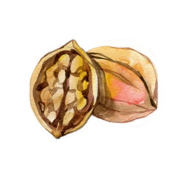 Suluboya yaz yalıtımlı ceviz