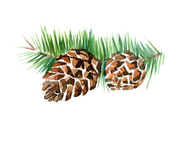 Suluboya yaz yalıtılmış çam kozalağı