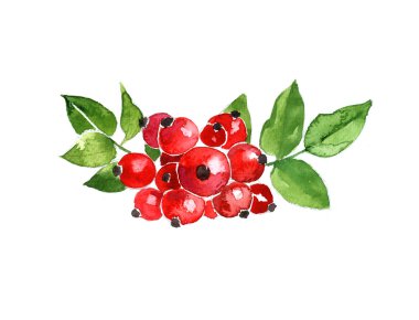 Suluboya yaz yalıtımlı kuşburnu