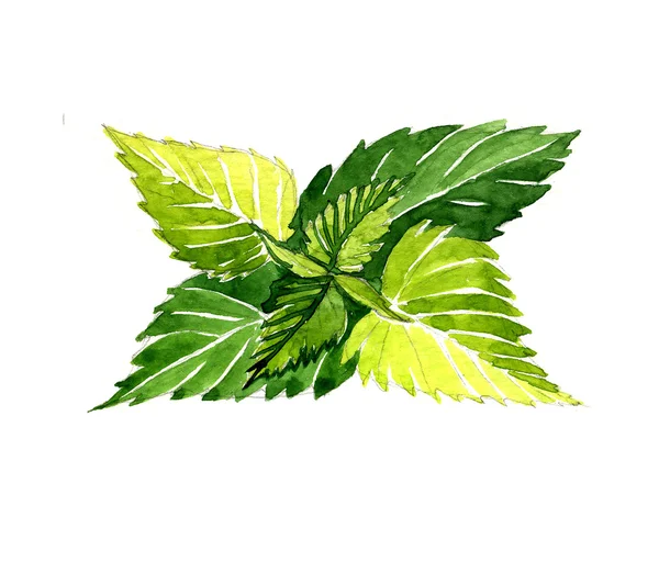 Watercolor summer insulated nettle — Stock Photo, Image