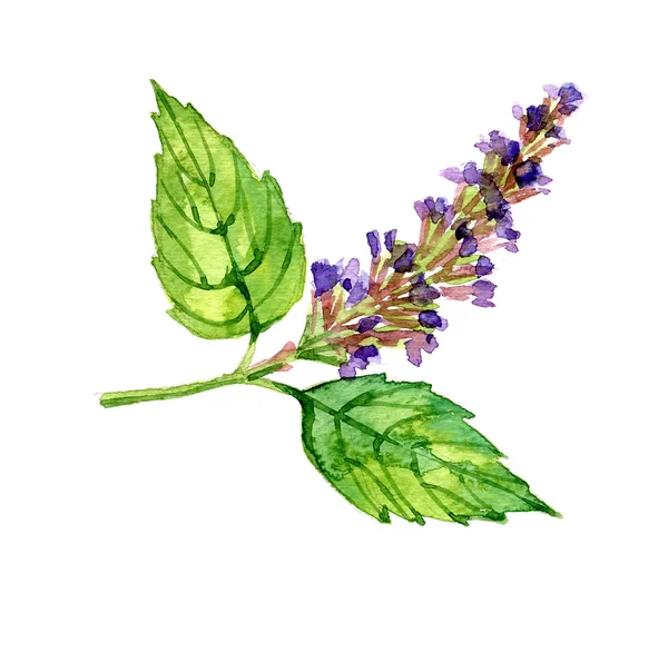 Watercolor summer insulated patchouli — Stock Photo, Image