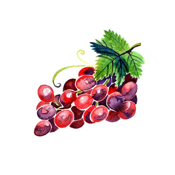 Акварель літній червоний виноград — стокове фото