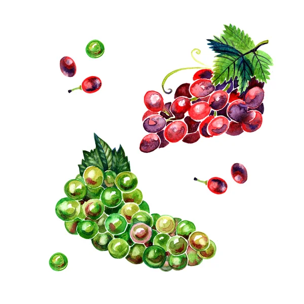 Акварельний пензель зеленого і червоного винограду — стокове фото