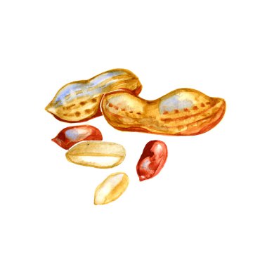 Fıstık Nutshell suluboya resim