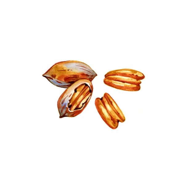 Aquarell Lebensmittel Cliparts - Nüsse Pekannüsse auf weißem Hintergrund — Stockfoto