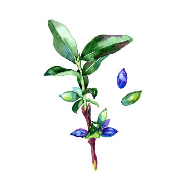 Beyaz zemin üzerine suluboya Hanımeli çilek illüstrasyon