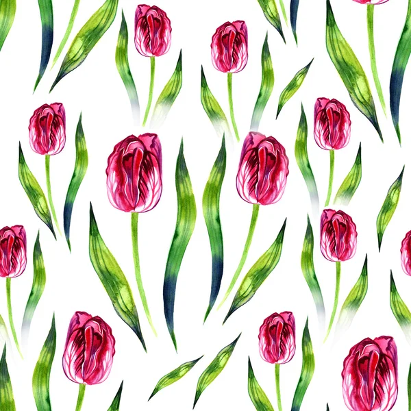Belle tulipe violette délicate. Aquarelle. Illustration — Photo