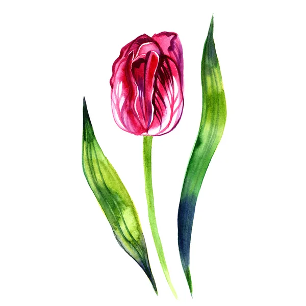 Belle tulipe violette délicate. Aquarelle. Illustration — Photo