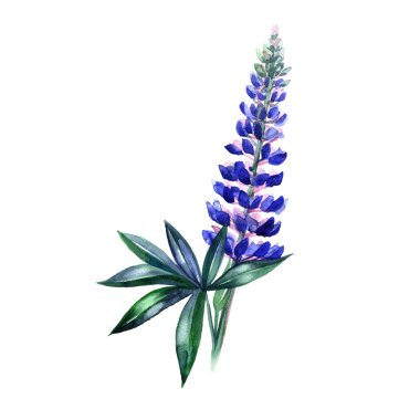Menekşe Mavi lupine. Sulu boya resim. Beyaz izole.