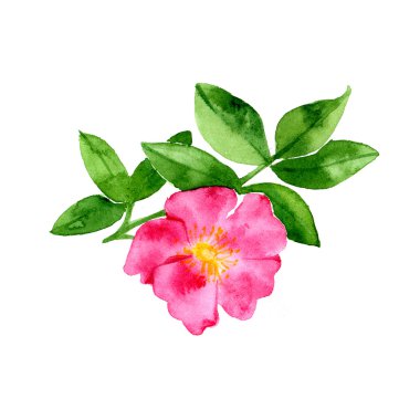 El suluboya resim rose hips beyaz zemin üzerine çekilmiş..