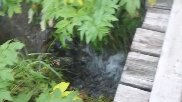 Ruisseau de montagne dans la forêt — Video