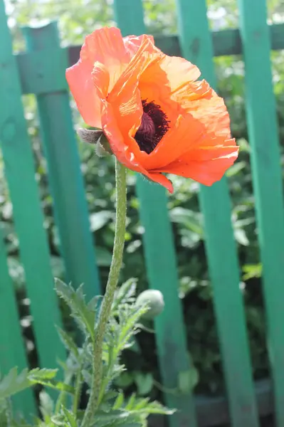 Fleur écarlate opium coquelicot sur un fond vert — Photo