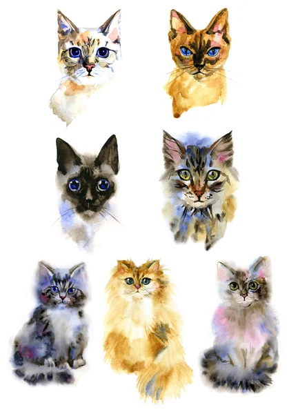Conjunto de acuarela aislados gatos dibujados a mano — Foto de Stock