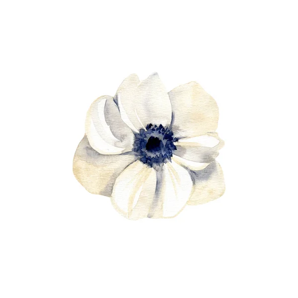 Aquarela flor anêmona branca. Ilustração desenhada à mão isolada sobre fundo branco. — Fotografia de Stock