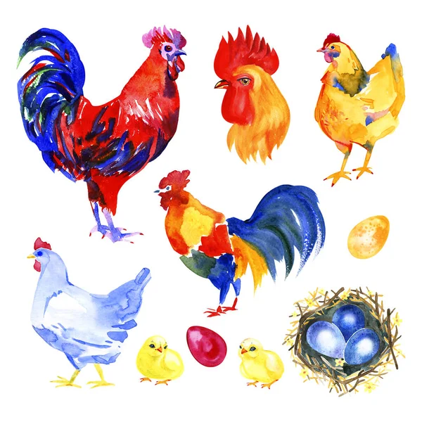 Chicken, hen, rooster, egg . Watercolor painting element isolated on white background.