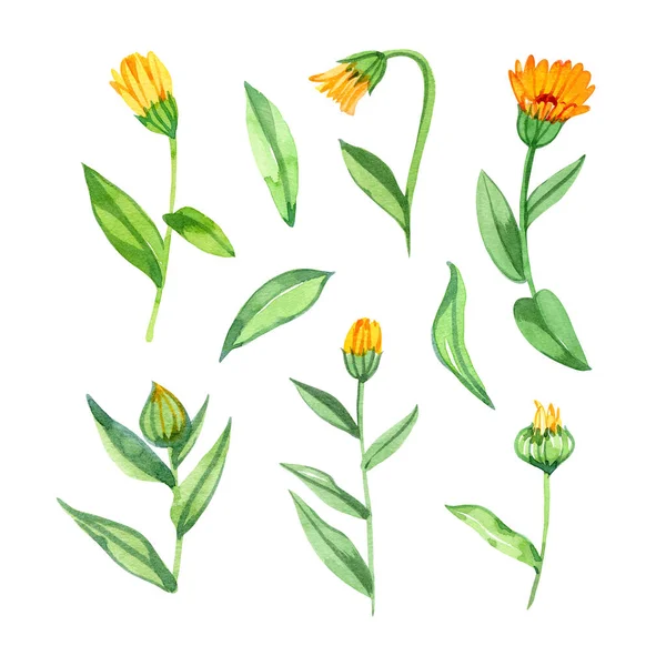 Set orange Calendula officinalis souci, fleurs de bruyères. Aquarelle illustration de peinture dessinée à la main isolé sur un fond blanc. — Photo