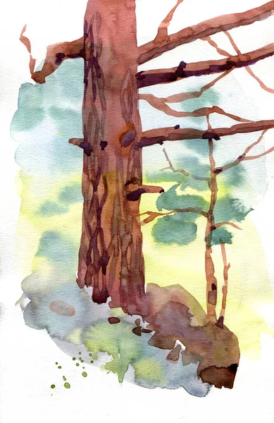 Acuarela dibujo pino, elemento de la naturaleza aislado en el fondo blanco, objeto del bosque, ilustración dibujada a mano. Bosquejo de aire Plein. — Foto de Stock