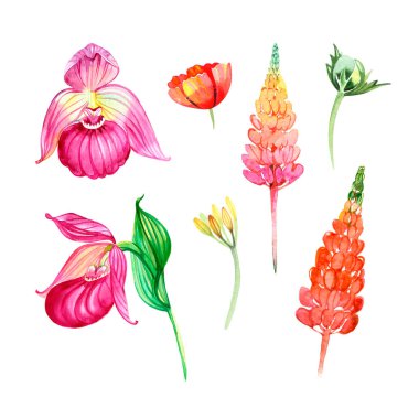 Pembe lupin, orkide ve haşhaş. Orman kır çiçekleri. Suluboya çizimi. Beyazda izole edilmiş