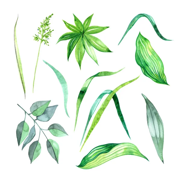Illustrations botaniques. Ensemble floral. Illustrations aquarelles isolées sur fond blanc — Photo