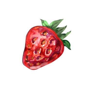 Suluboya Çilek Çizimi. El yapımı taze gıda tasarımı elementi beyaz bir arkaplanda izole edilmiş.