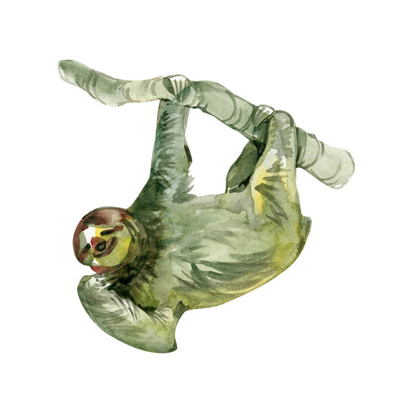 Акварельная иллюстрация ленивца, висящего на ветке, раскрашенные вручную работы тропических животных, милый дизайн дикой природы, выделенный на белом фоне.