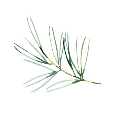 Narin yeşil iğneli suluboya çam dalı. Noel tasarımları, tatil süslemeleri, kartlar, davetiyeler ve mevsimsel illüstrasyonlar için doğal kış botanik unsuru