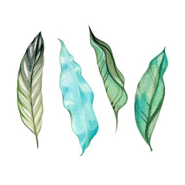 Yeşil ve turkuaz tonları olan suluboya tropikal yapraklar. Botanik koleksiyonu egzotik baskılar, orman tasarımı, doğal dekor ve yaz temaları için ideal