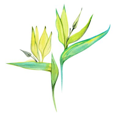 Los Angeles 'ın tropik sembolü olan iki strelitzia çiçeğinin suluboya çizimi. Zarif botanik sanat eserleri egzotik baskılar, çiçek tasarımı ve doğal dekor için mükemmeldir.