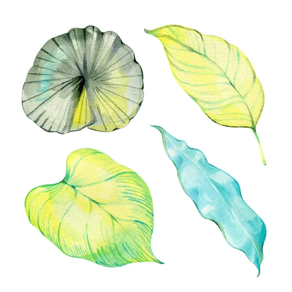 Bir dizi yemyeşil tropikal bitki. El yapımı suluboya elementler yazın afiş, kart dekorasyonu, davetiyeler ve diğer şeyler için harikadır..