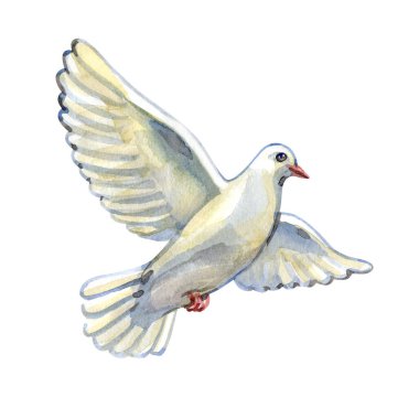 Barış, umut, saflık ve inancın sembolü olarak uçan zarif suluboya güvercini. Dini tasarımlar, davetiyeler, Paskalya temaları, anma kartları, ruhsal projeler ve markalaşma için mükemmel.
