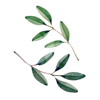 Doğal yeşil tonlarla boyanmış suluboya zeytin dalları. Akdeniz temaları, düğün tasarımı, ambalaj, markalaşma, organik ürünler, botanik çizimler ve davetiyeler için mükemmel