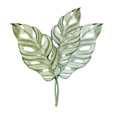 Yumuşak yeşil tonlarda boyanmış üç canavar adansonii yaprağının suluboya çizimi. Hassas kesimler, doğal doku ve tropikal stil bu botanik elementi çiçek tasarımları ve egzotik temalar için mükemmel kılar.