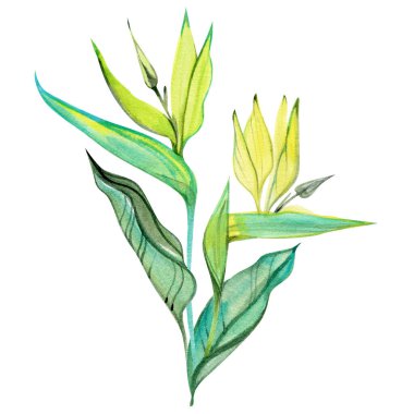 Uzun yeşil yapraklar ve yumuşak sarı tomurcuklar içeren tropikal strelitzia tarzı bir bitkinin canlı suluboya çizimi. Botanik kompozisyonlar, ambalaj, tropikal markalaşma, baskılar ve davetiye tasarımları için mükemmel.