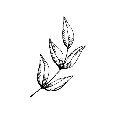 Klasik mürekkep stili el yapımı botanik dalı. İnce çizgiler, yumurtadan çıkma ve doğal şekiller boyama sayfaları, botanik tasarımlar, ambalajlama, logolar, davetiyeler ve baskılar için uygun ince bir çiçek çizimi oluşturur.