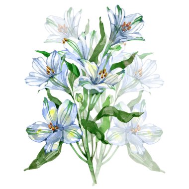 Zarif suluboya buketi beyaz ve açık mavi yeşil yapraklı alstroemeria. Yumuşak yapraklar ve hassas gölgeler parmak izi, kırtasiye malzemesi, ambalaj ve çiçek tasarımı projeleri için mükemmel bir botanik çizimi oluşturur.