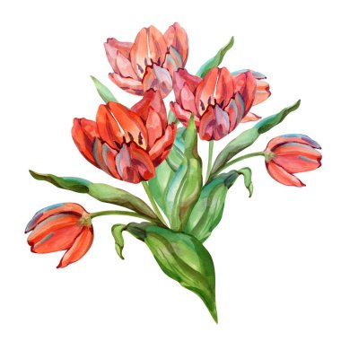 Elle boyanmış suluboya lale buketi, parlak kırmızı çiçekler ve anlamlı yeşil yapraklar. Bahar temaları, düğün dekorları, ambalajlama, tekstil desenleri, kartlar, markalaşma ve zarif botanik projeleri için mükemmel