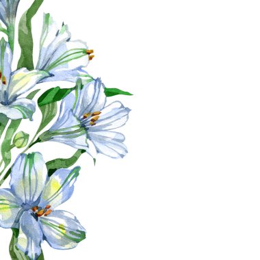 Zarif mavi çiçekler ve canlı yeşil yapraklı suluboya alstroemeria kompozisyonu. Davetiyeler, kartlar, markalaşma, ambalaj, tekstil baskıları, logolar ve zarif dekoratif projeler için ideal