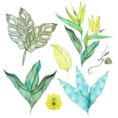 Canavarlar, kalathea, muz yaprağı, sarmaşık filizi ve parlak yeşillikle suluboya tropikal yaprak seti. Botanik bileşimler, markalaşma, ambalaj, davetiyeler ve tekstil tasarımı için ideal