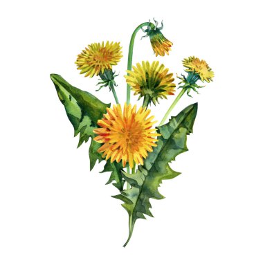 Detaylı yeşil yapraklı parlak sarı karahindiba çiçeklerinin suluboya çizimi. Bahar tasarımları, bitkisel temalar, etiketler, ambalajlar ve çiçek süslemeleri için mükemmel doğal bir botanik öğesi.