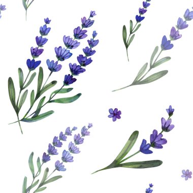 Beş yapraklı küçük, mor bir kır çiçeğinin suluboya çizimi. El boyaması botanik element yumuşak menekşe eğimlerine sahiptir..