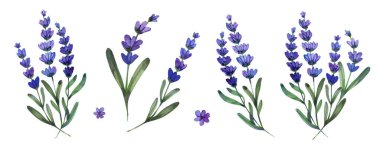 Mor lavanta dalları ve bireysel çiçeklerden oluşan botanik suluboya koleksiyonu. Aromaterapi, sağlık ve bahçe temalı tasarımlar için gerçekçi dokulara sahip el boyaması çiçek unsurları.