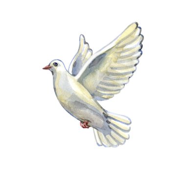 Uçan beyaz bir güvercinin zarif suluboya çizimi. Elle boyanmış kuş yumuşak gri gölgeler ve gerçekçi kanat ayrıntıları, barış, aşk ve dini tasarımlar için maneviyatı sembolize eder.