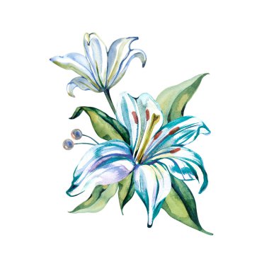 Yumuşak mavi aksanlı ve yeşil yapraklı güzel bir zambak buketinin el çizimi suluboya çizimi. Bu zarif botanik öğesi düğün kırtasiyesi, çiçek logoları ve bahar tasarımları için mükemmeldir.