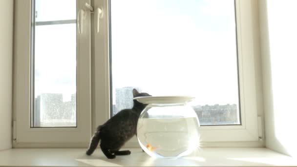 Главная кошка и золотая рыбка — стоковое видео