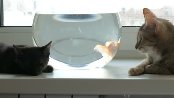 Home cat and a gold fish — Stock Video