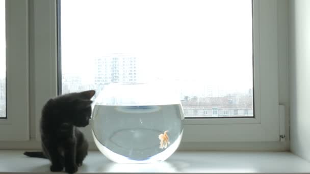 Ev kedisi ve altın balık. — Stok video