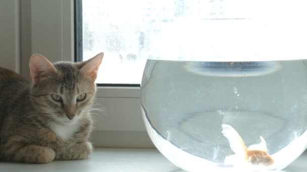 Gato casero y un pez dorado — Vídeo de stock