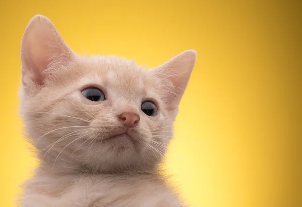 Weinig grappige kitten — Stockfoto